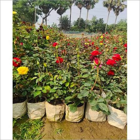 Rose Plants — Rose sapling available at Agro Nursery Garden